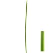 Sólo asparágus, trávy
