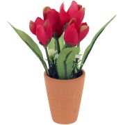 Tulipán v kvetináči