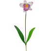 Sólo orchidee