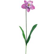 Orchidea sólo